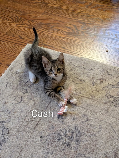 Cash, an adoptable Domestic Short Hair in Naugatuck, CT