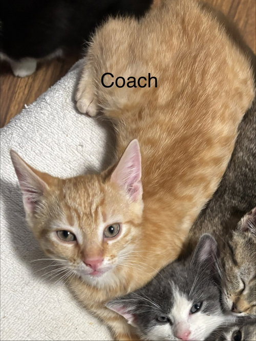 Coach