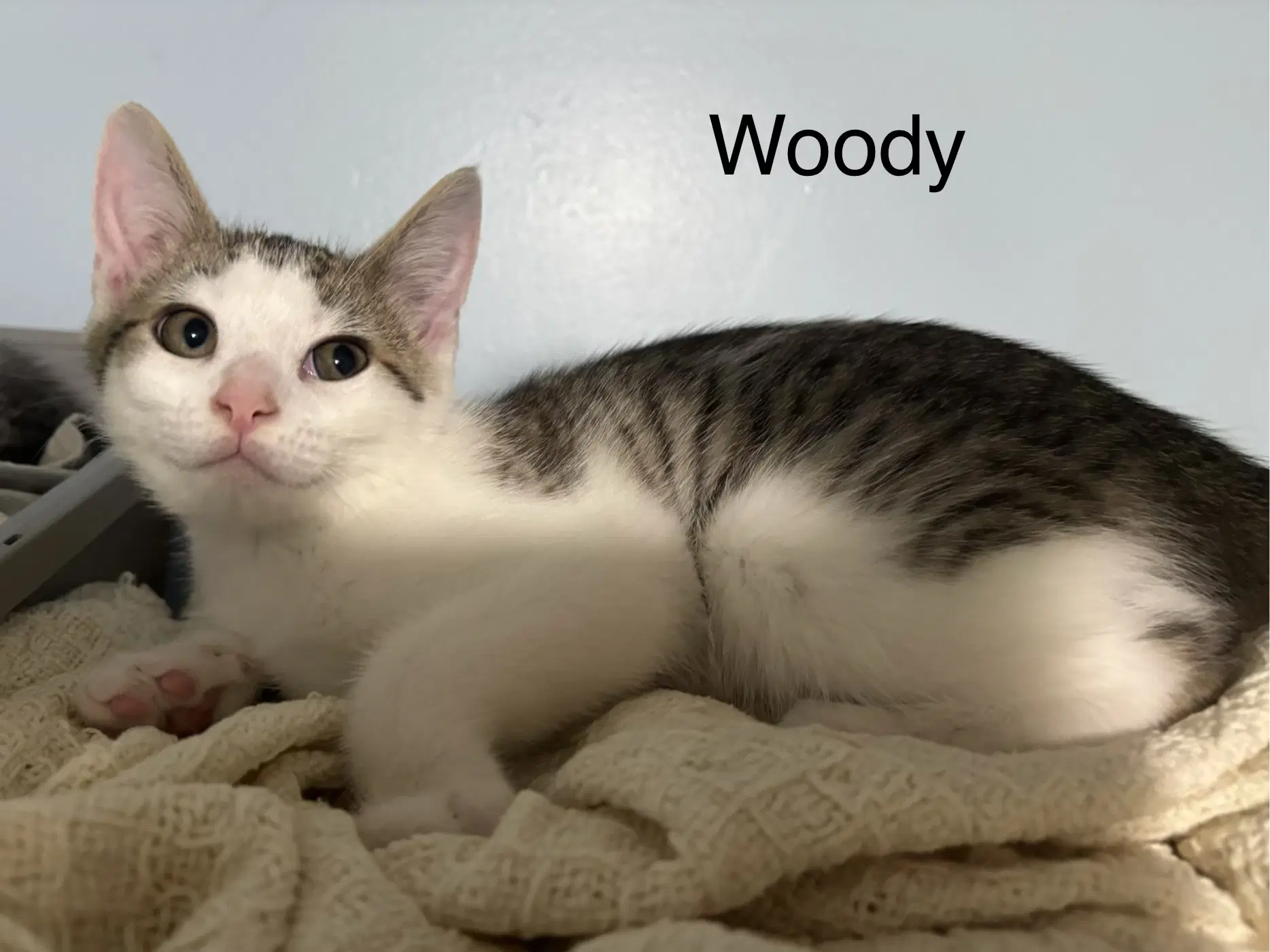 Woody image 2