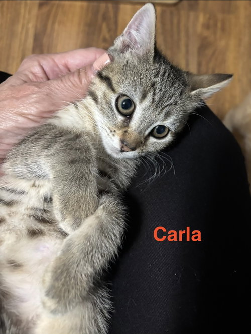 Carla