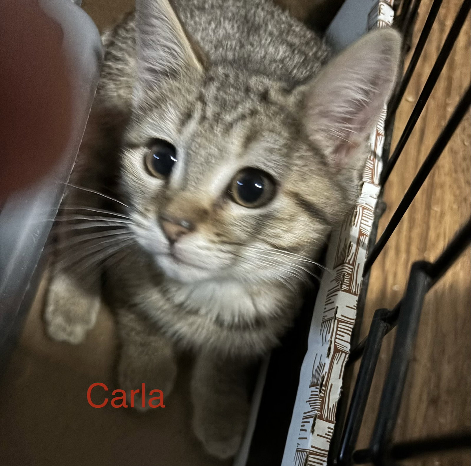 Carla, photo 2