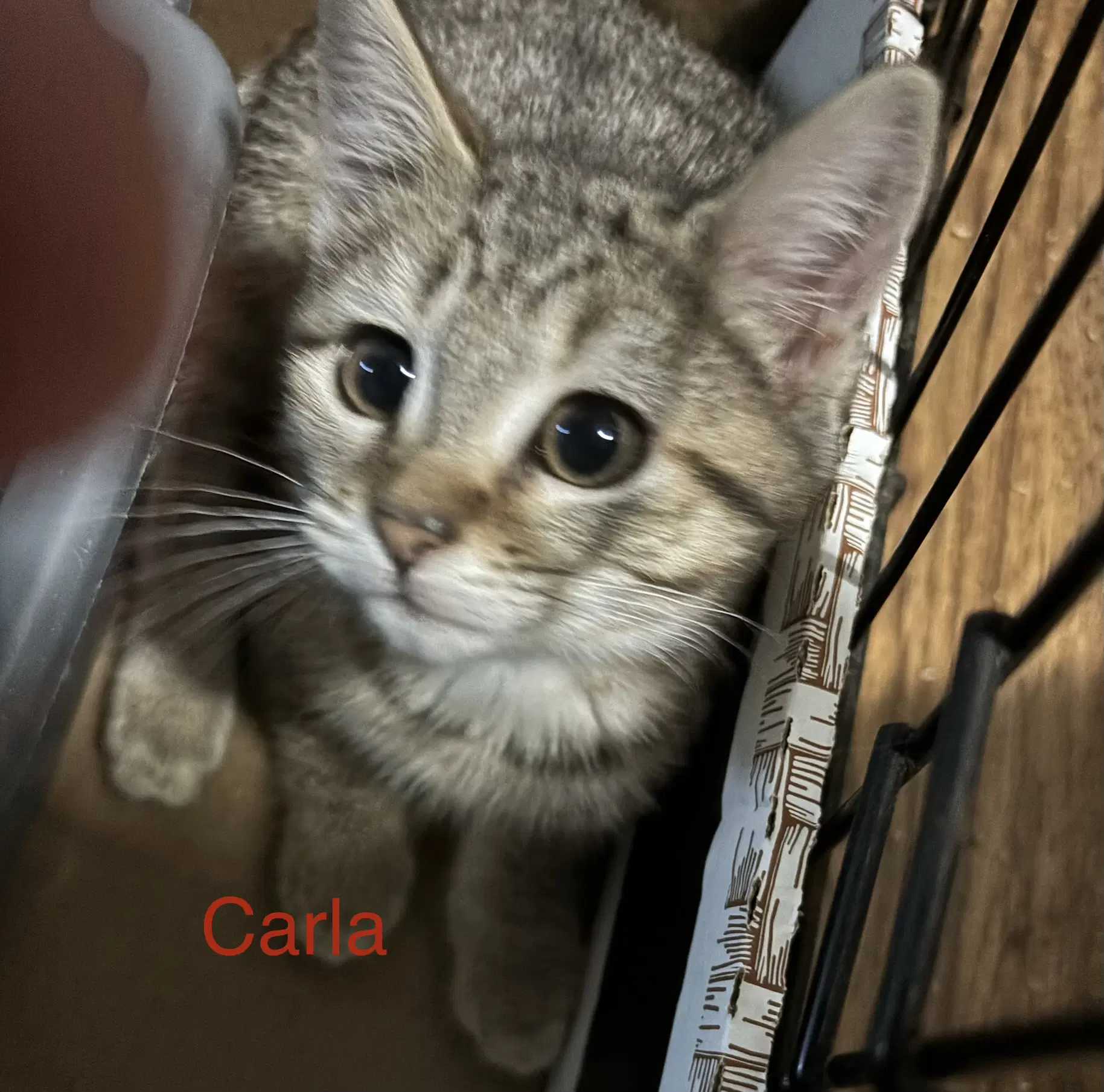 Carla image 2