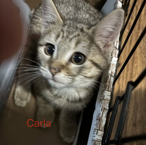 Photo 2 of Carla