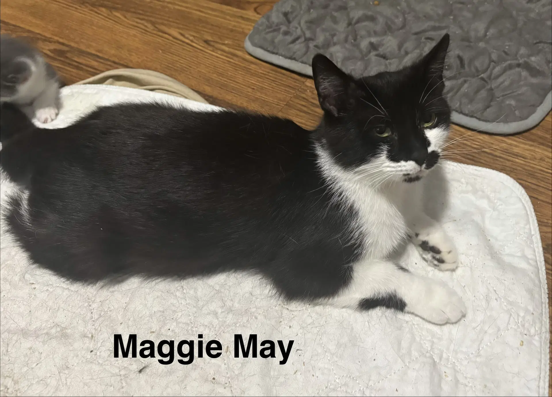 Maggie May - Domestic Short Hair