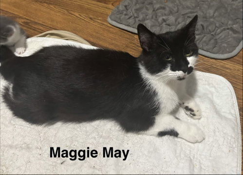 Maggie May