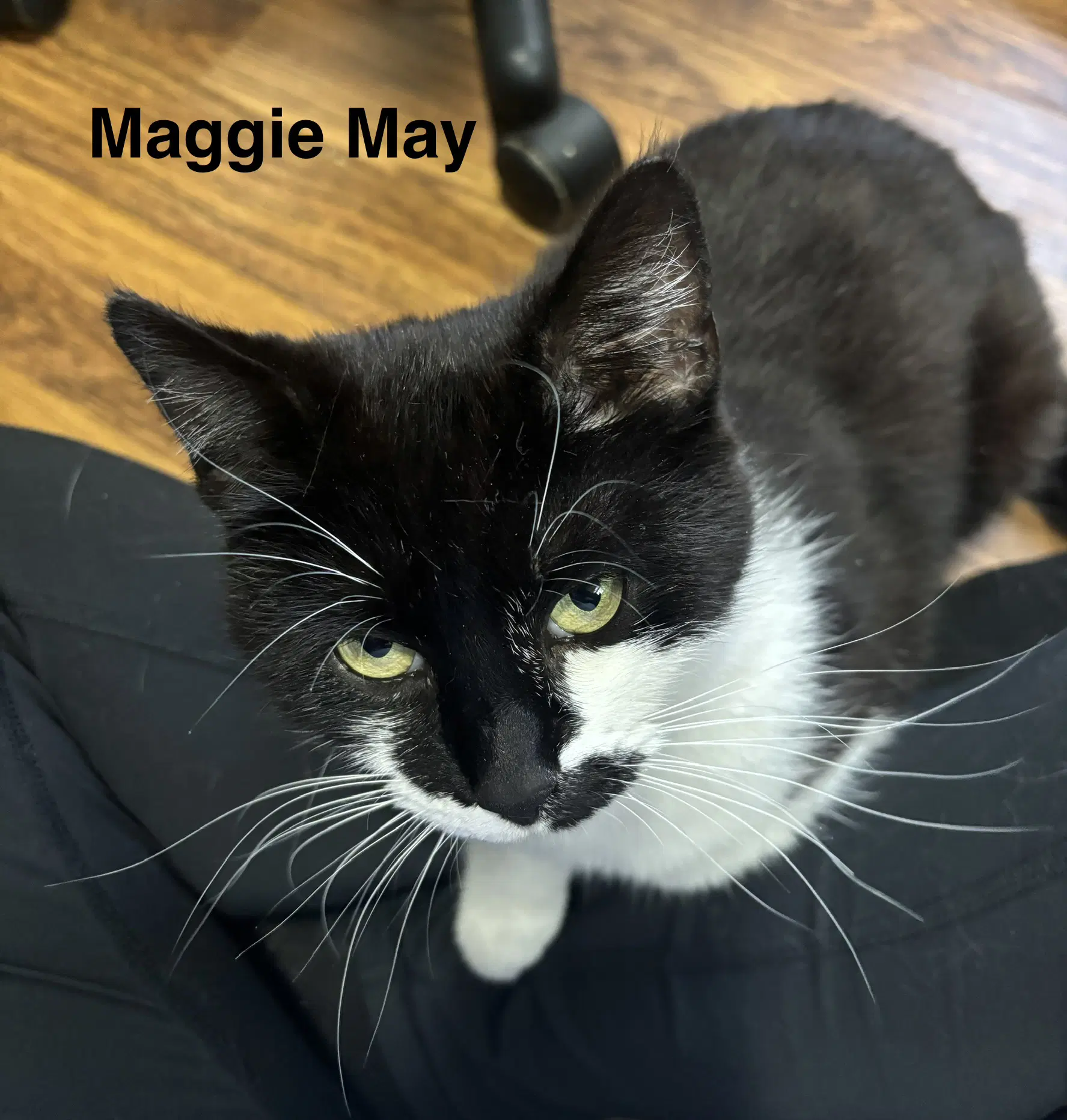 Maggie May image 3