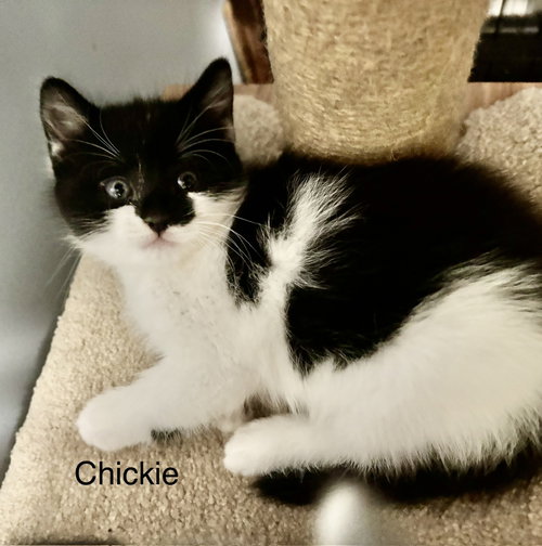 Chickie