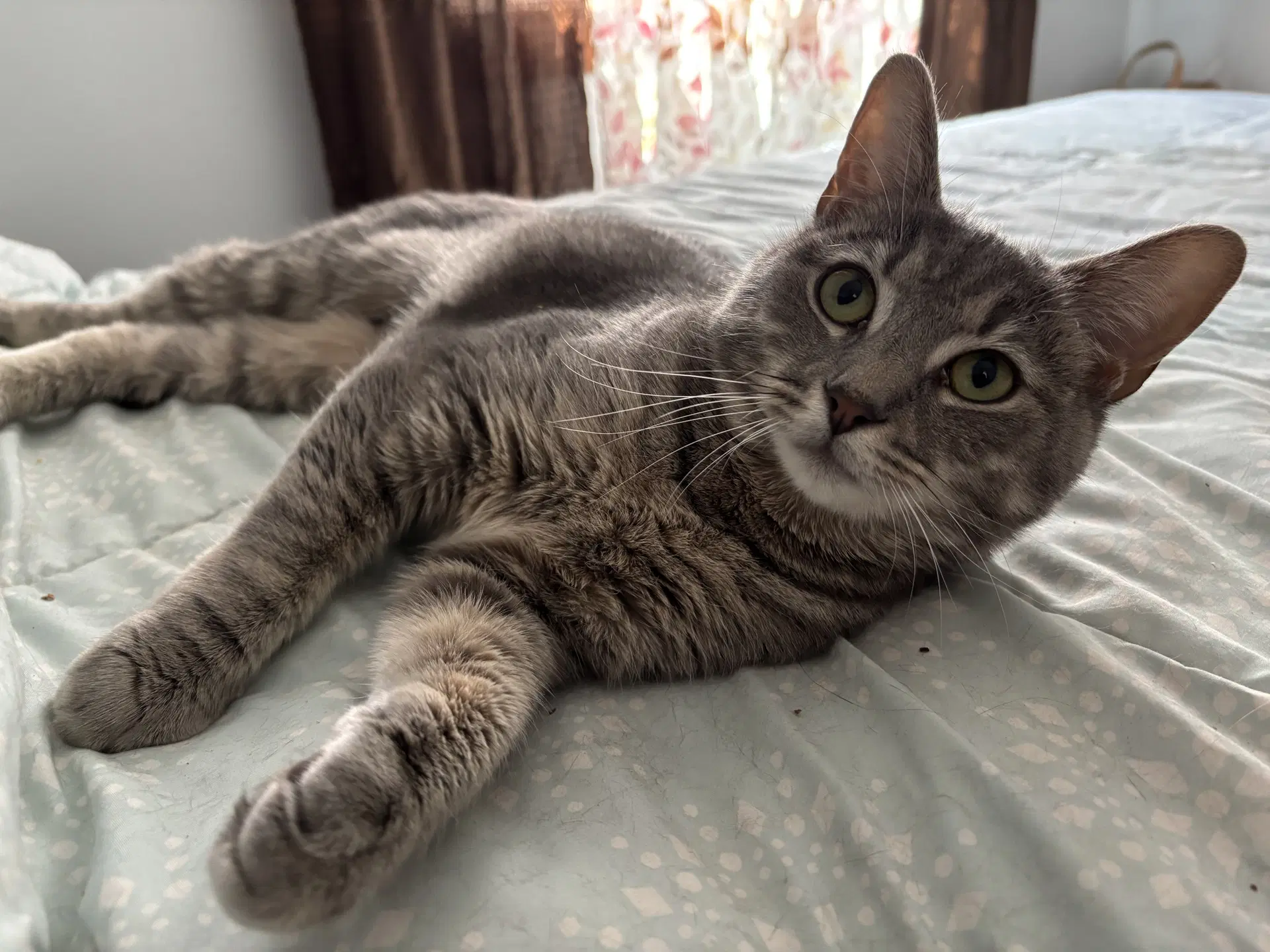 Zara - Domestic Short Hair
