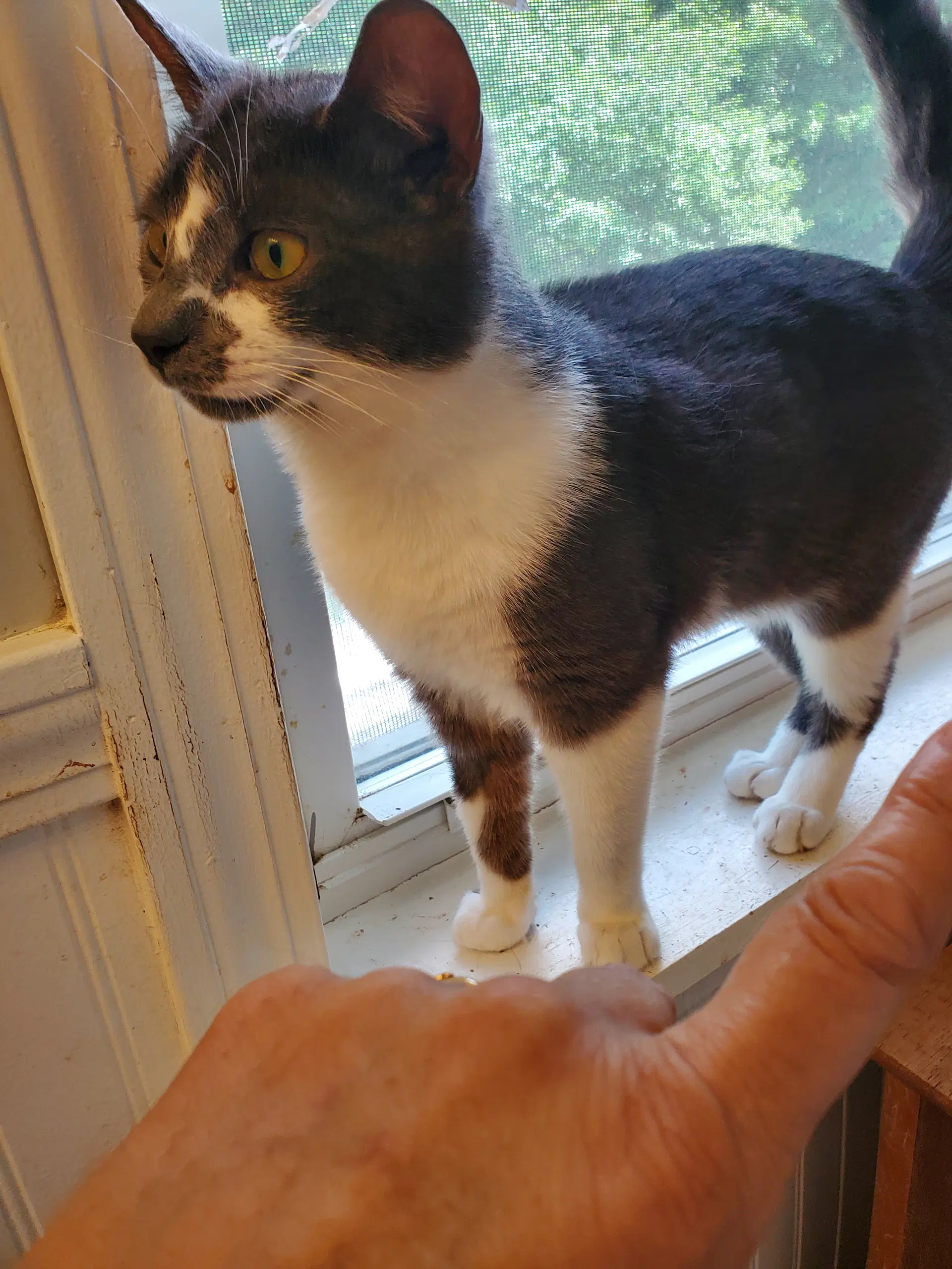 Marco - Domestic Short Hair