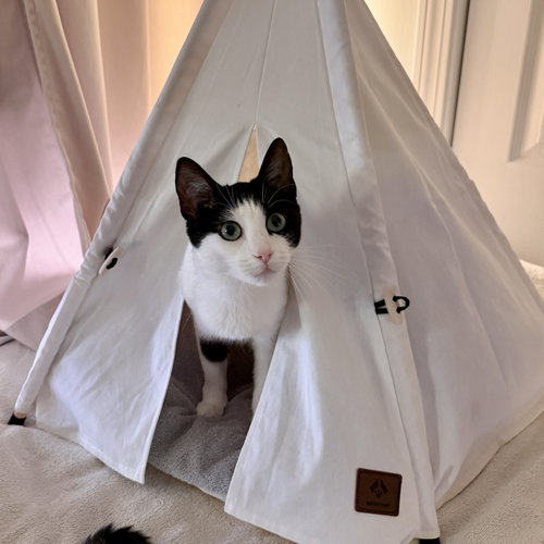 picture of the cat needing adoption