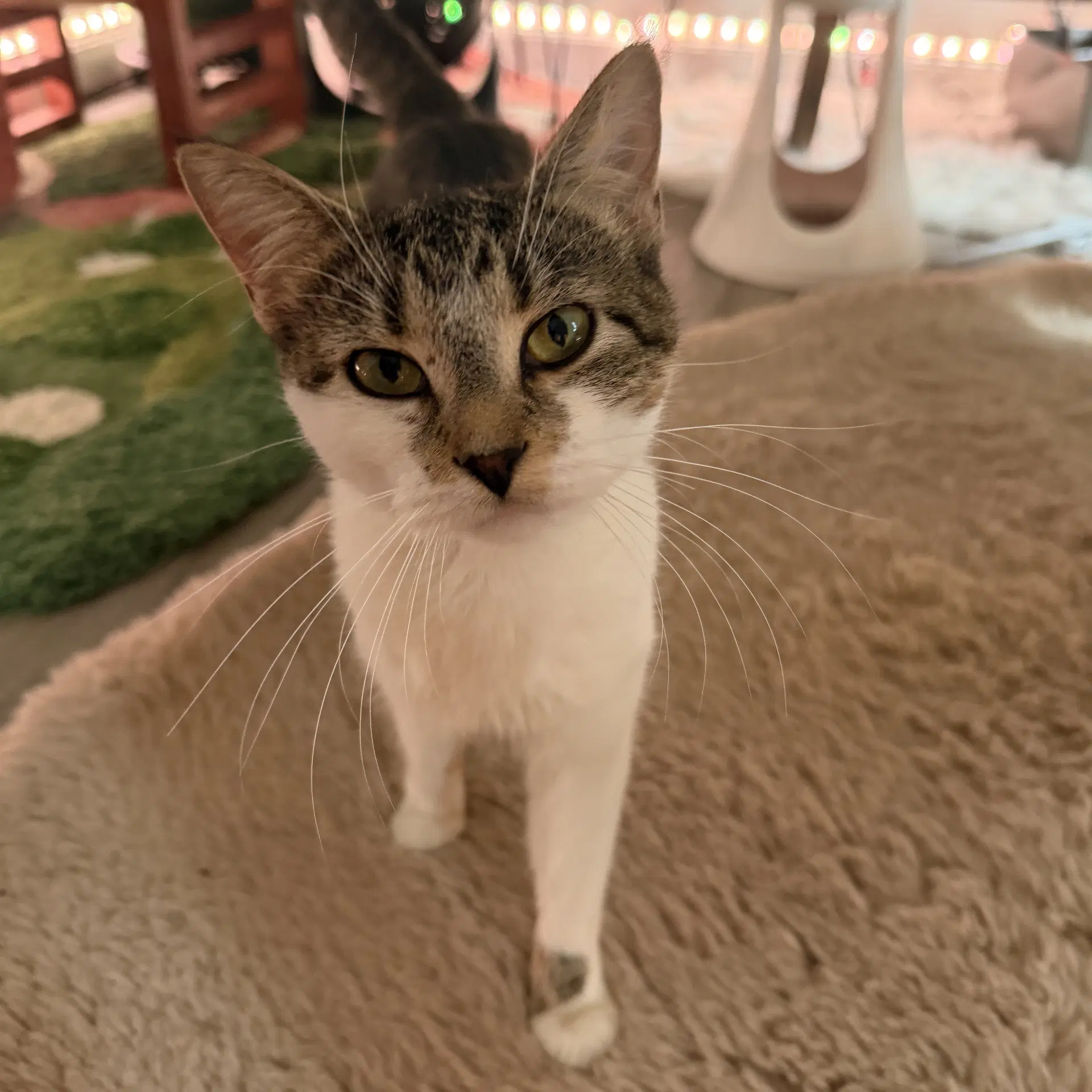 Sugar Cookie - Domestic Short Hair