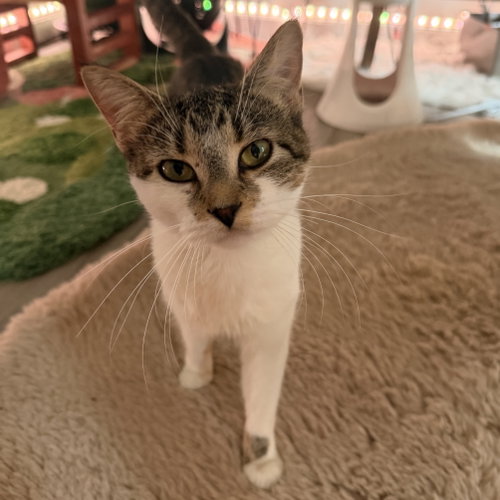 Sugar Cookie, a cat for adoption from Foster and Forever Pet Rescue