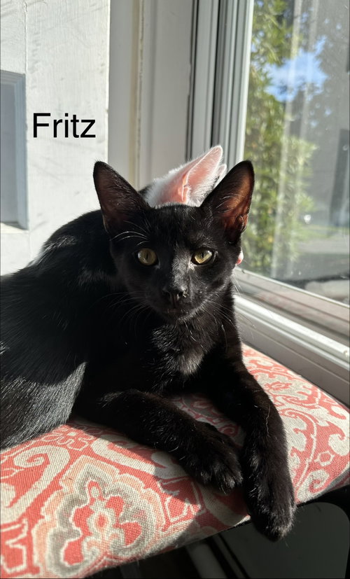 picture of the cat needing adoption