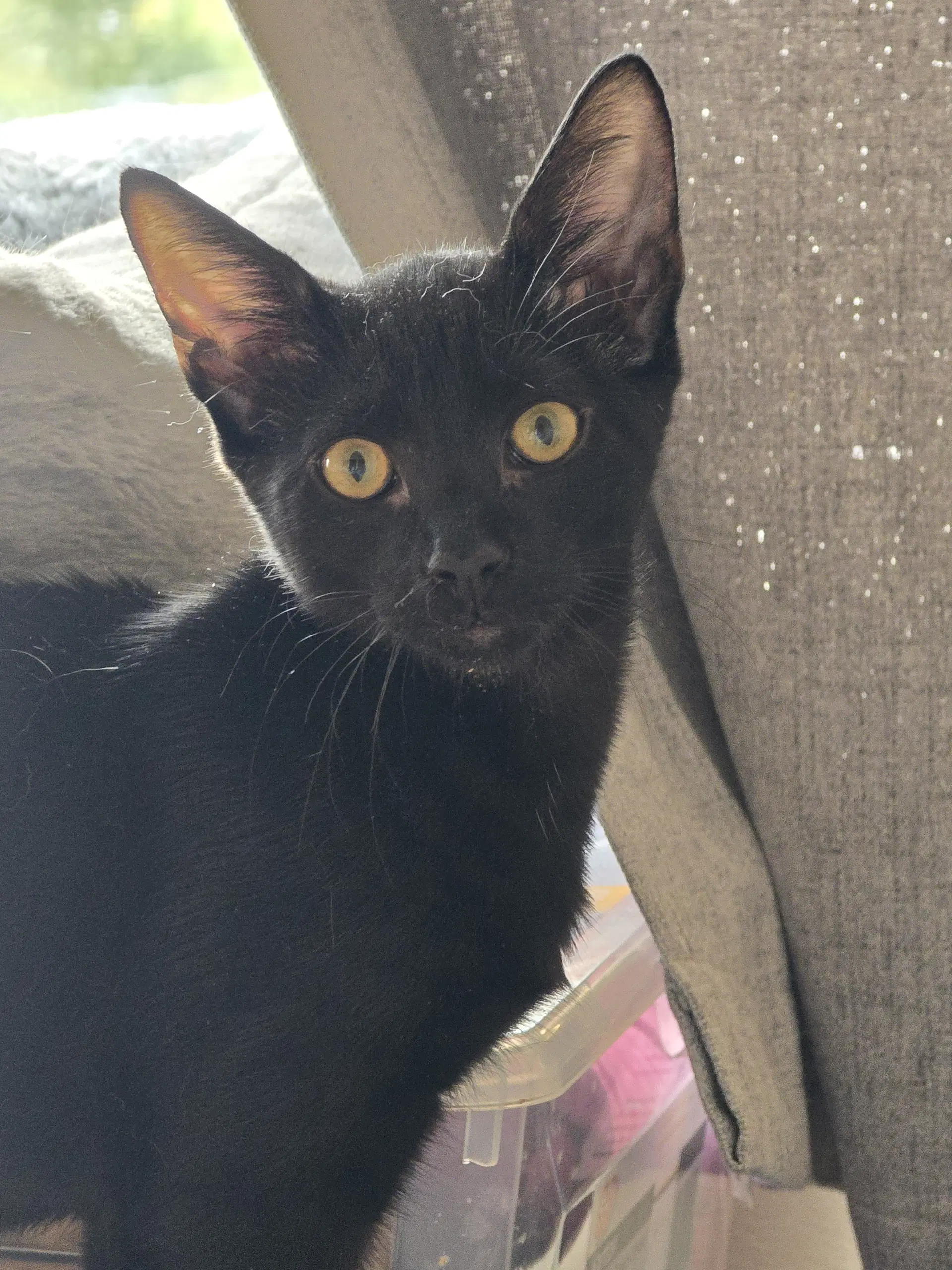 Fritz - Domestic Short Hair
