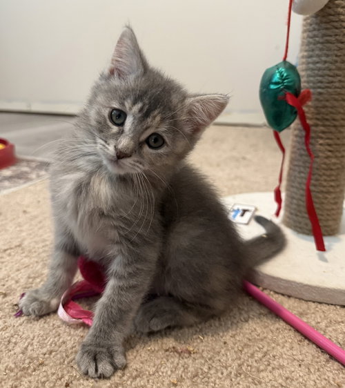 picture of the cat needing adoption
