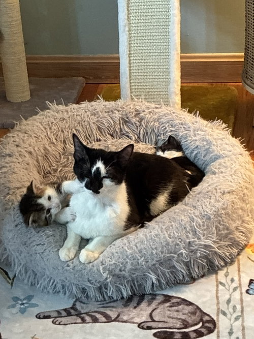 Maize, a cat for adoption from Foster and Forever Pet Rescue
