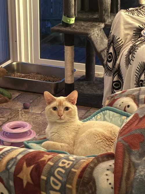picture of the cat needing adoption