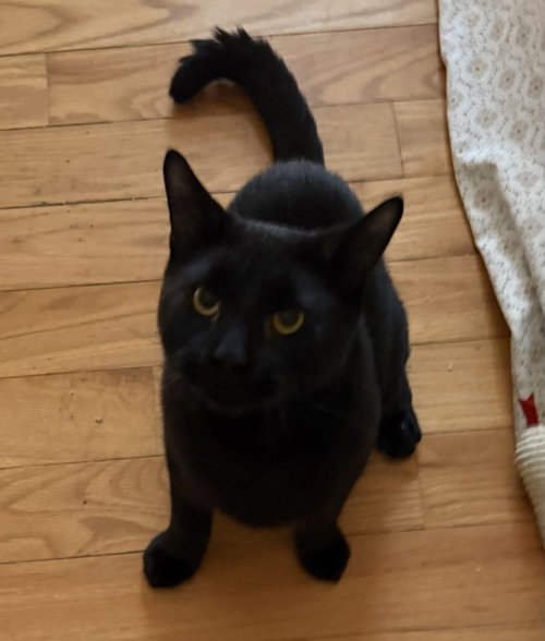 picture of the cat needing adoption