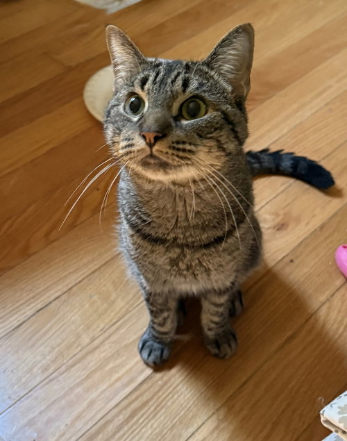 picture of the cat needing adoption