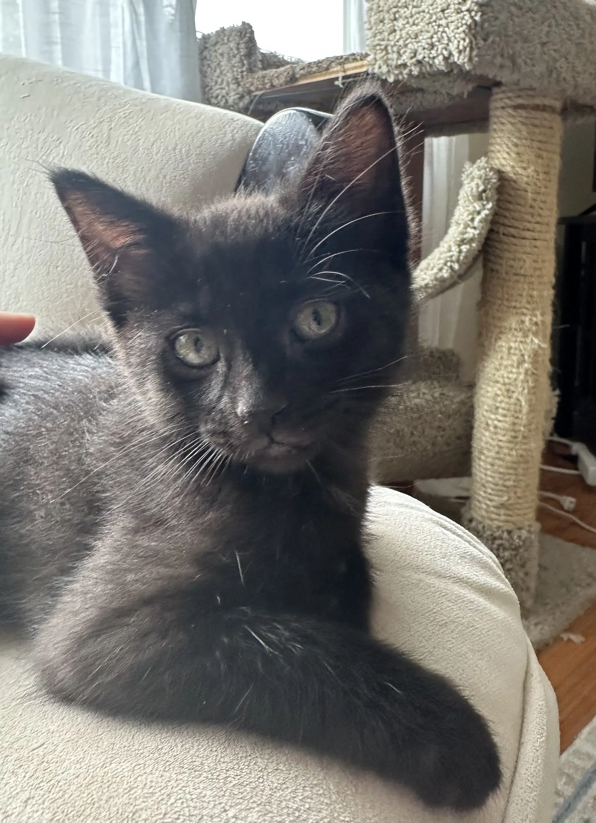 Seriphina - Domestic Short Hair