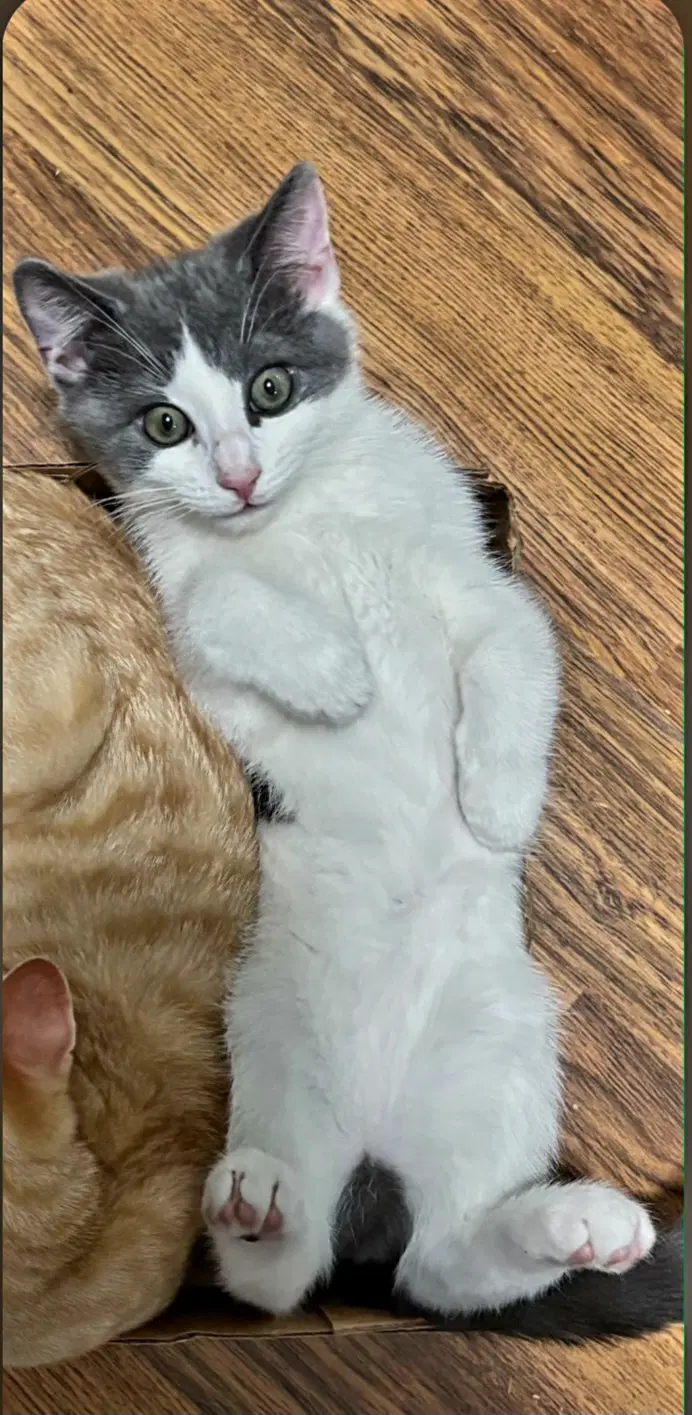 Easter Lily - Domestic Short Hair