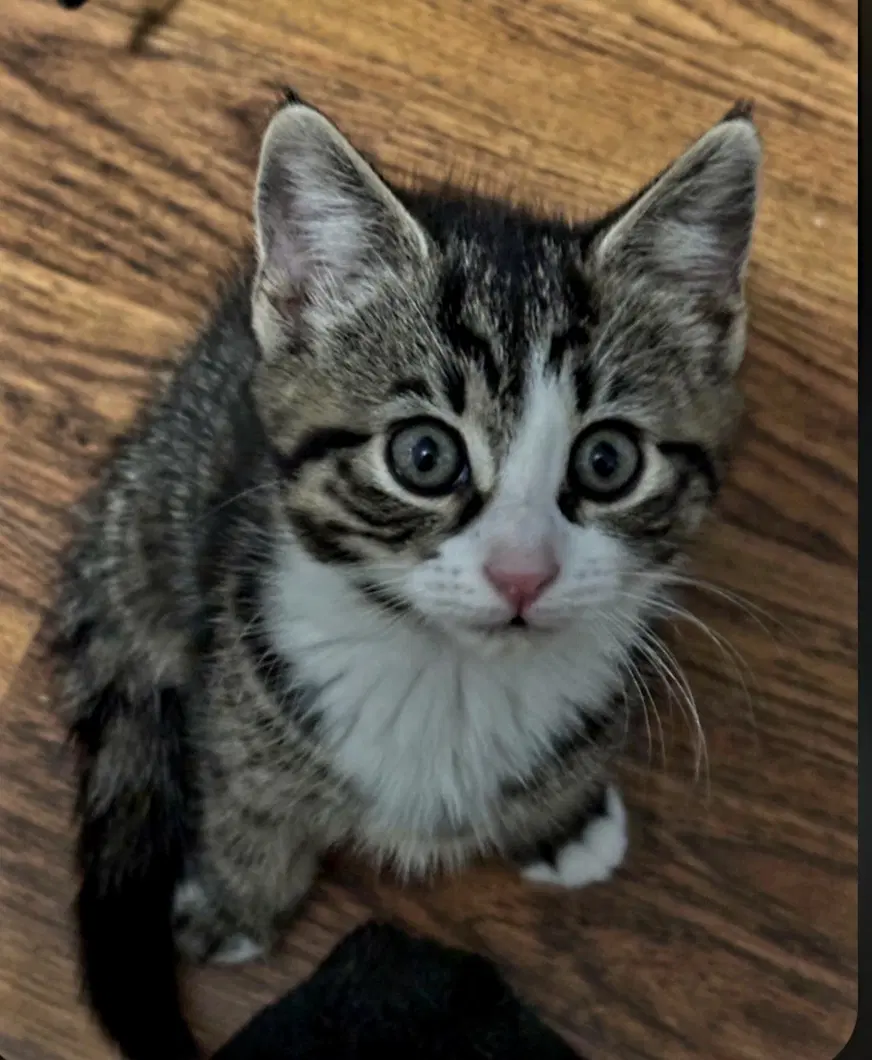Bunny - Domestic Short Hair
