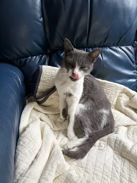 Mia - Domestic Short Hair