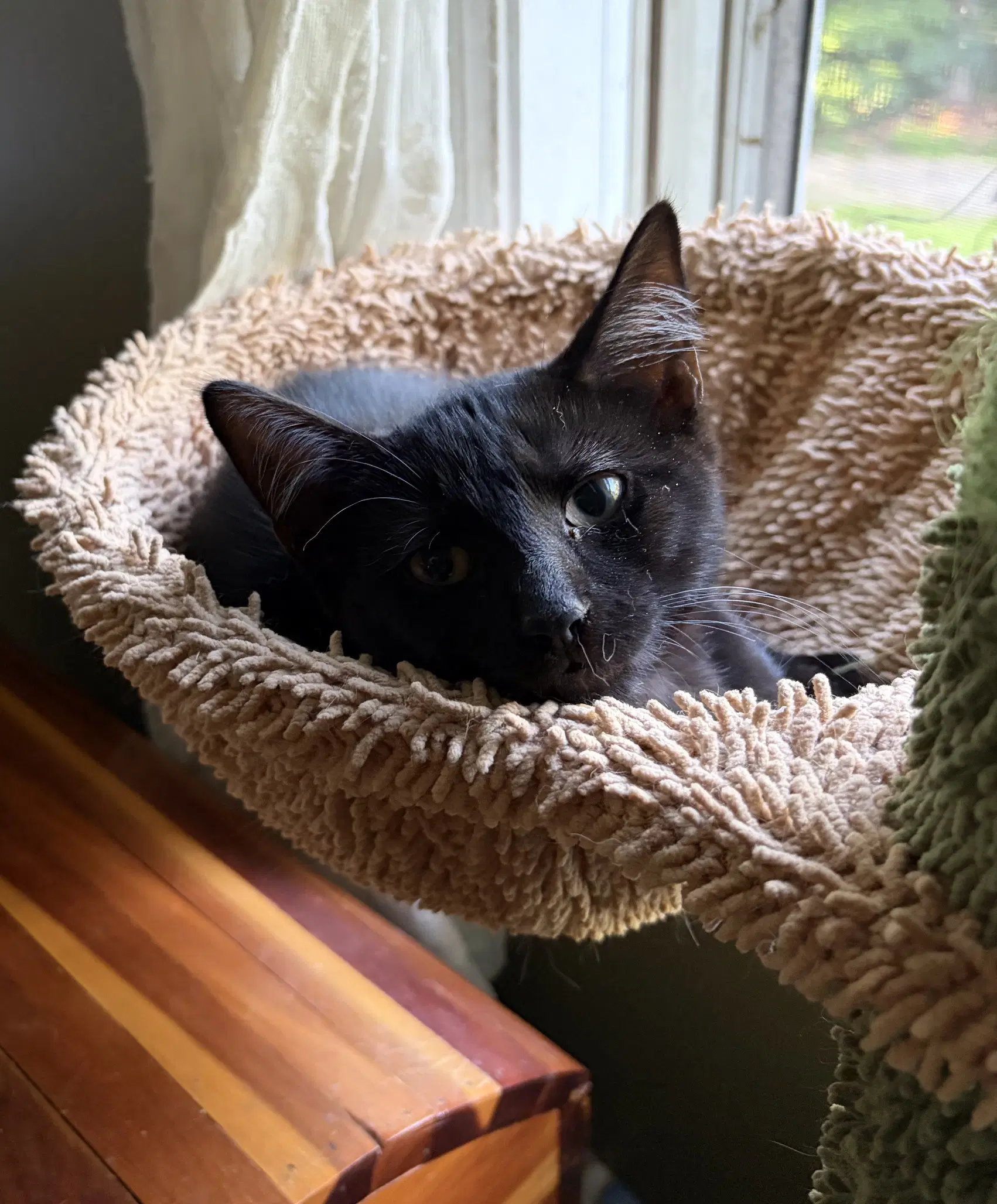 Bear Bear - Domestic Short Hair