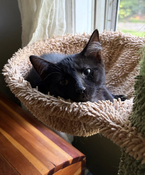 picture of the cat needing adoption