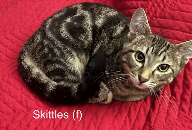 Skittles - Domestic Short Hair
