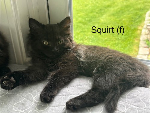 Squirt