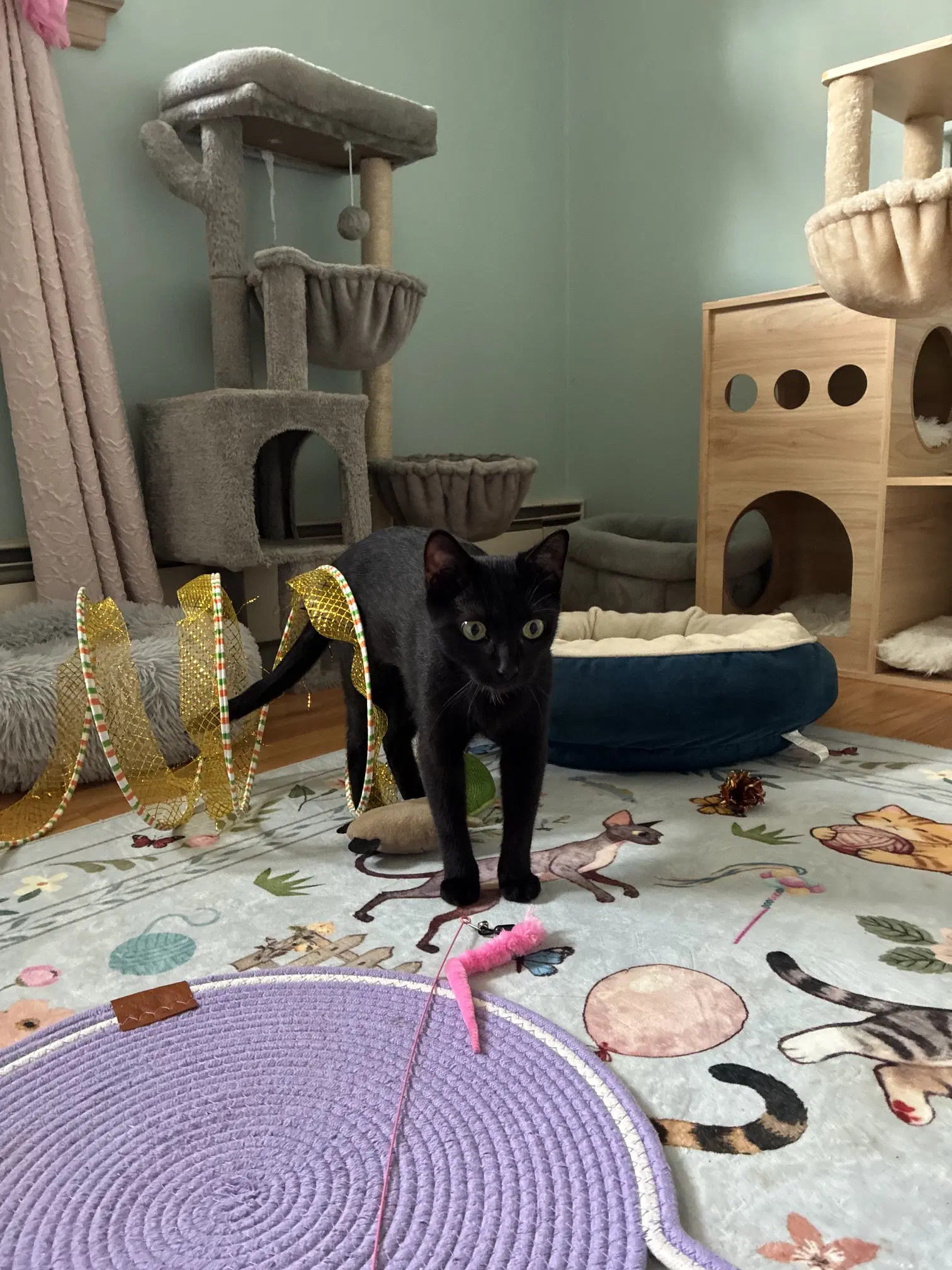 Raven - Domestic Short Hair