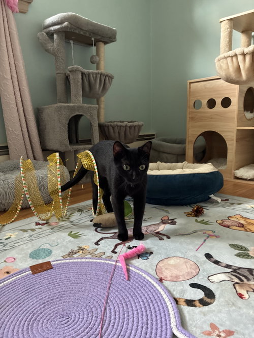 Raven, a cat for adoption from Foster and Forever Pet Rescue