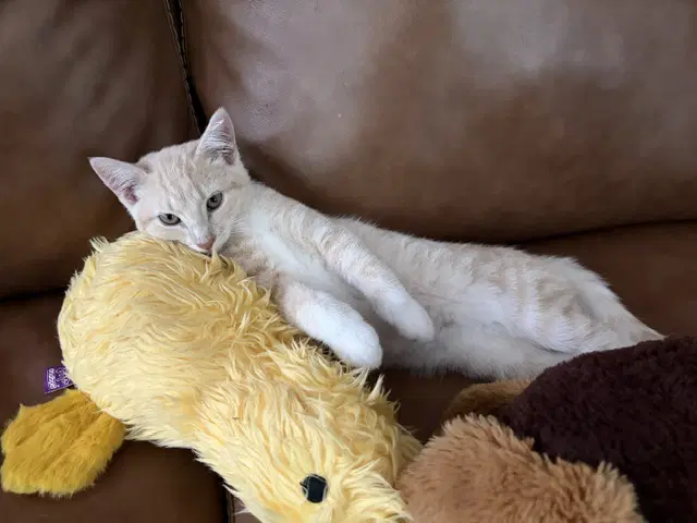 Buffy - Domestic Short Hair
