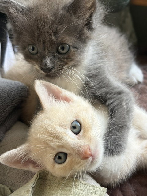 picture of the cat needing adoption
