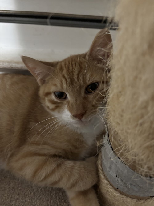 picture of the cat needing adoption