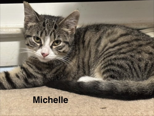 picture of the cat needing adoption