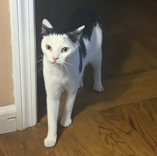 picture of the cat needing adoption