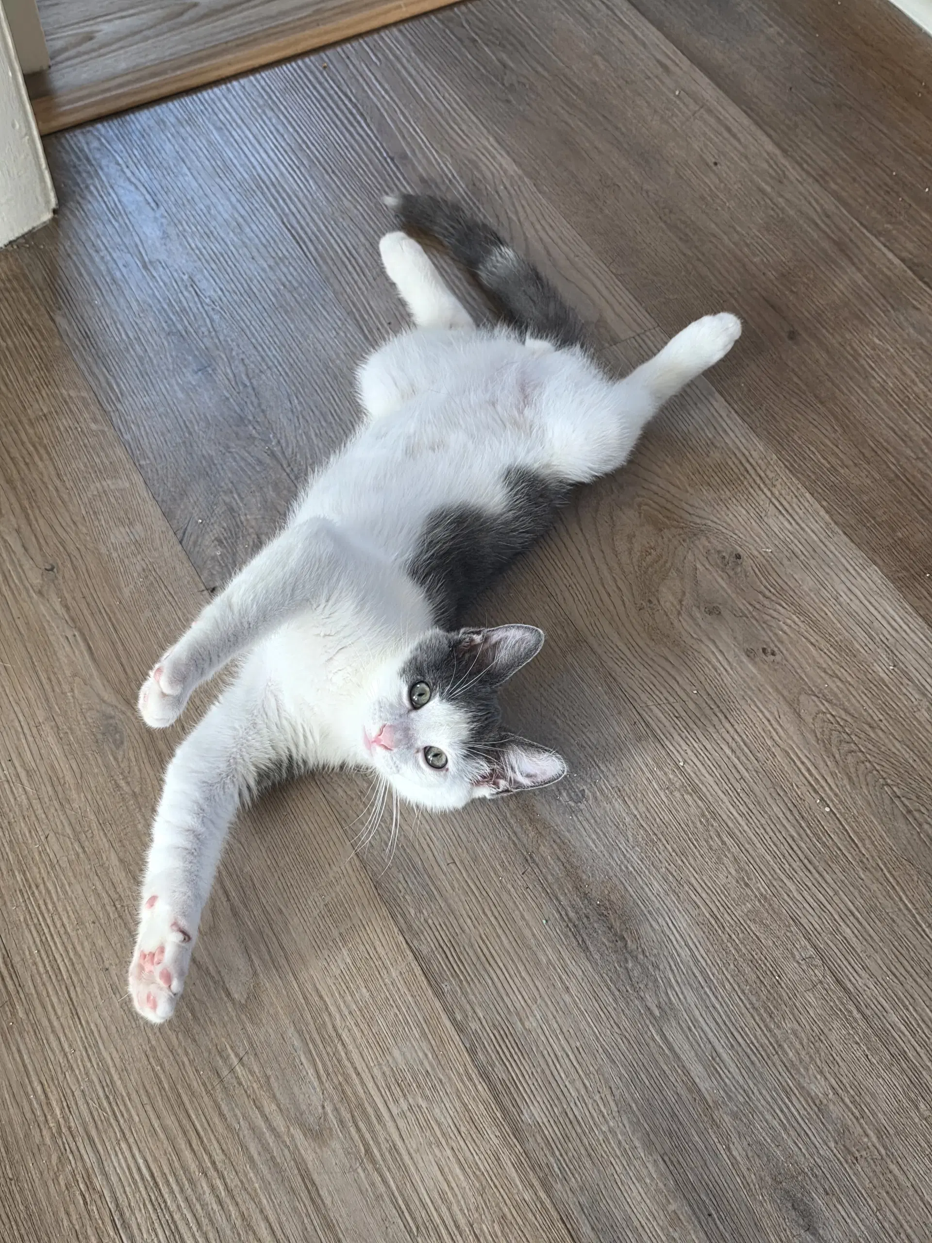 Quincy Jones - Bonded Pair - Domestic Short Hair