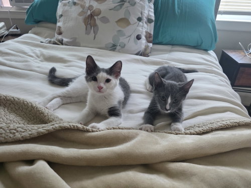 Photo 3 of Quincy Jones - BONDED PAIR