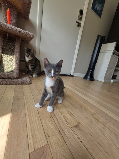Photo 4 of Quincy Jones - BONDED PAIR