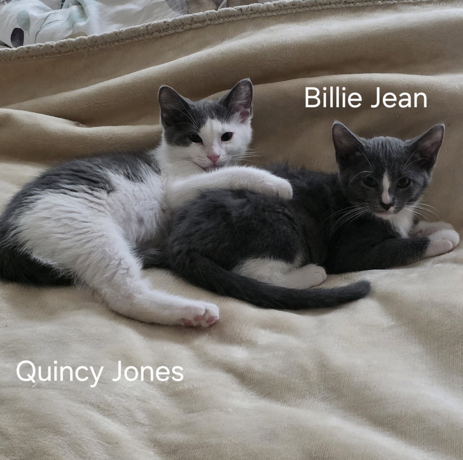 Quincy Jones - BONDED PAIR, photo 5