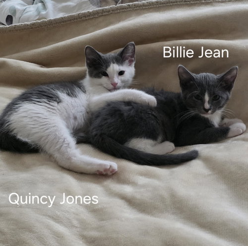 Photo 5 of Quincy Jones - BONDED PAIR