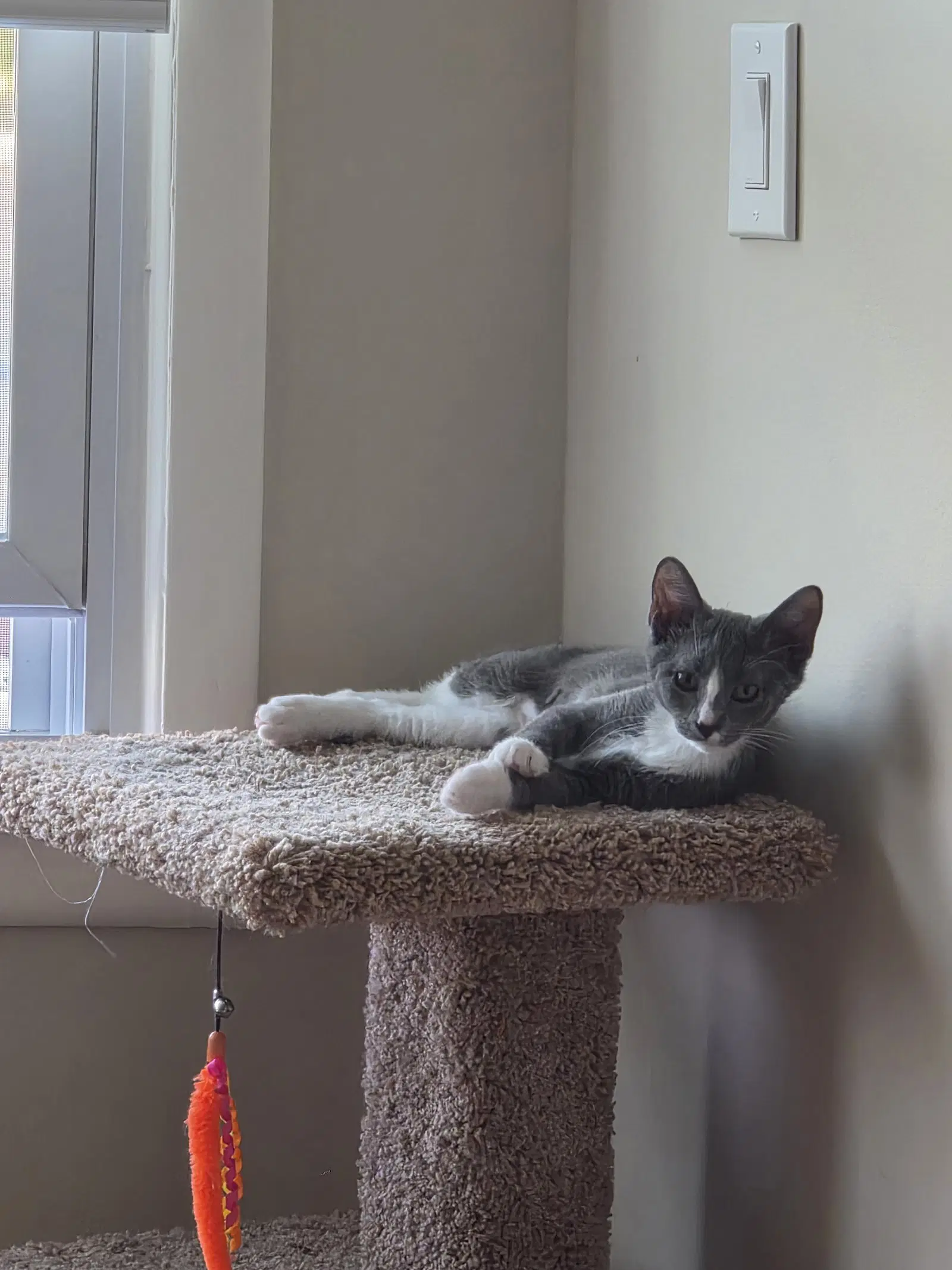 Billie Jean - Bonded Pair - Domestic Short Hair