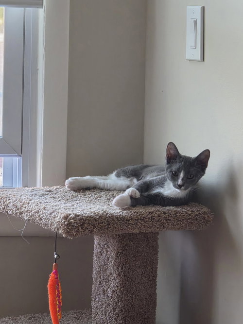 picture of the cat needing adoption