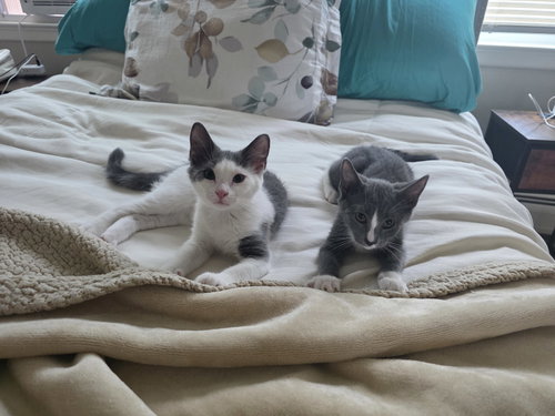 Photo 3 of Billie Jean - BONDED PAIR