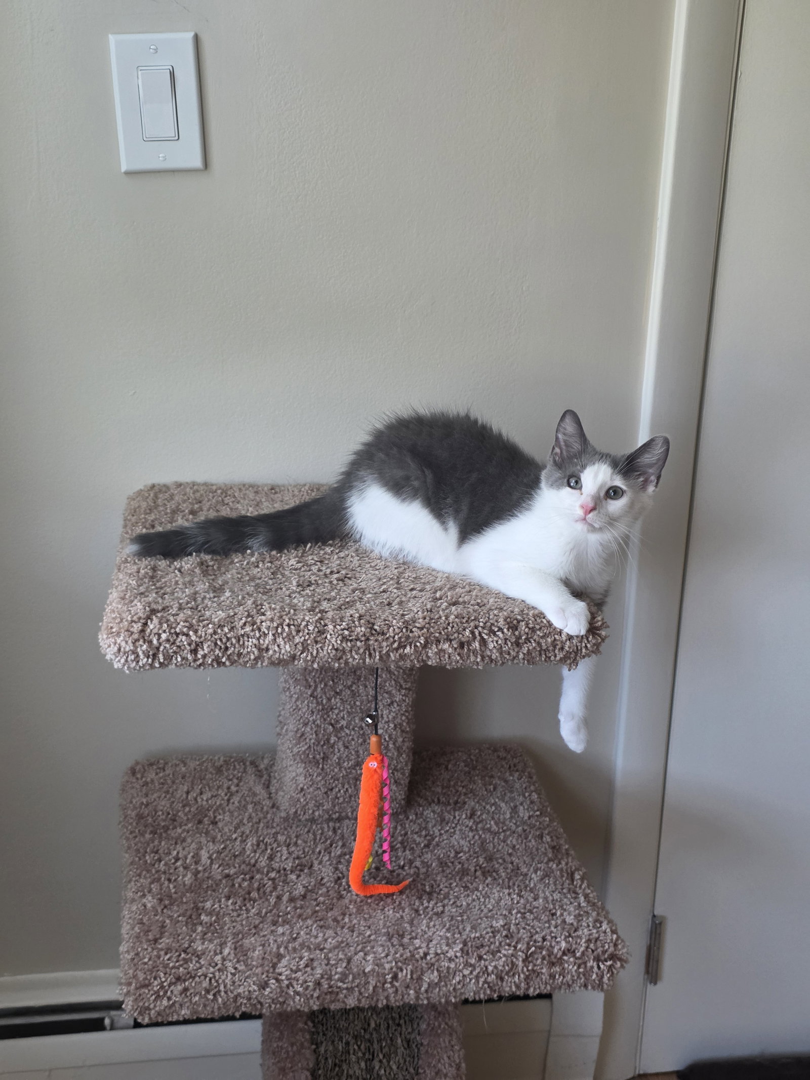 Billie Jean - BONDED PAIR, photo 6
