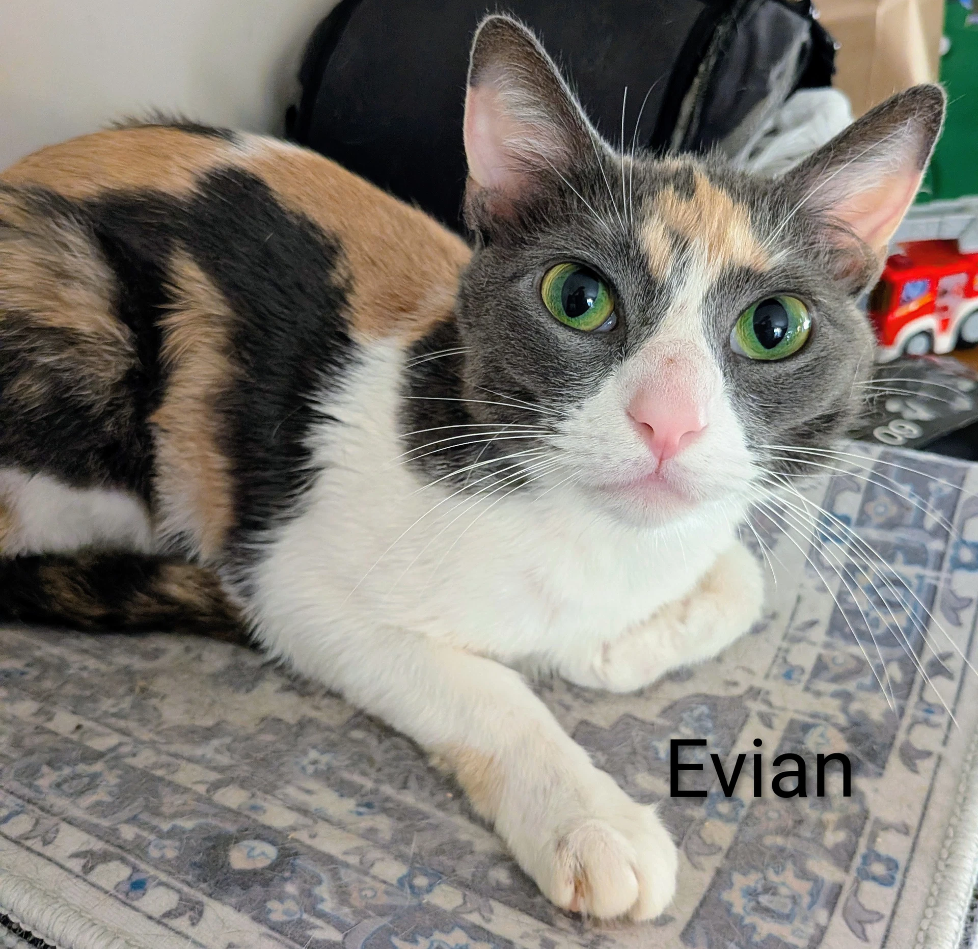 Evian