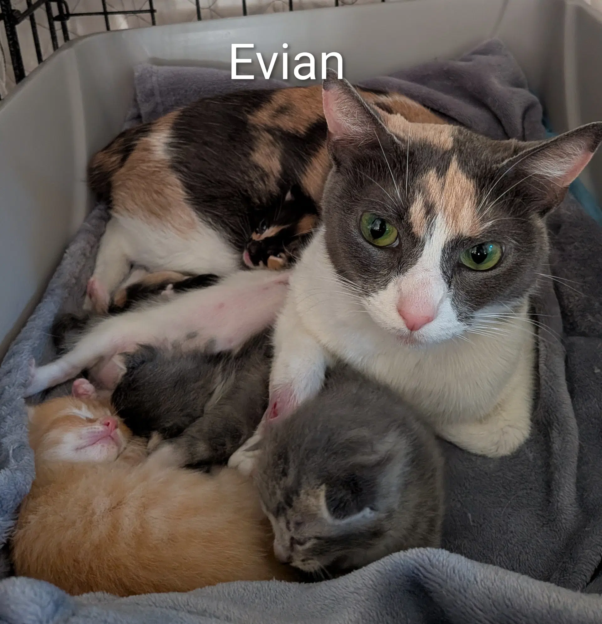 Evian image 4