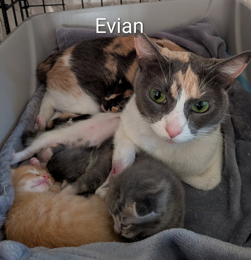 Evian, photo 4